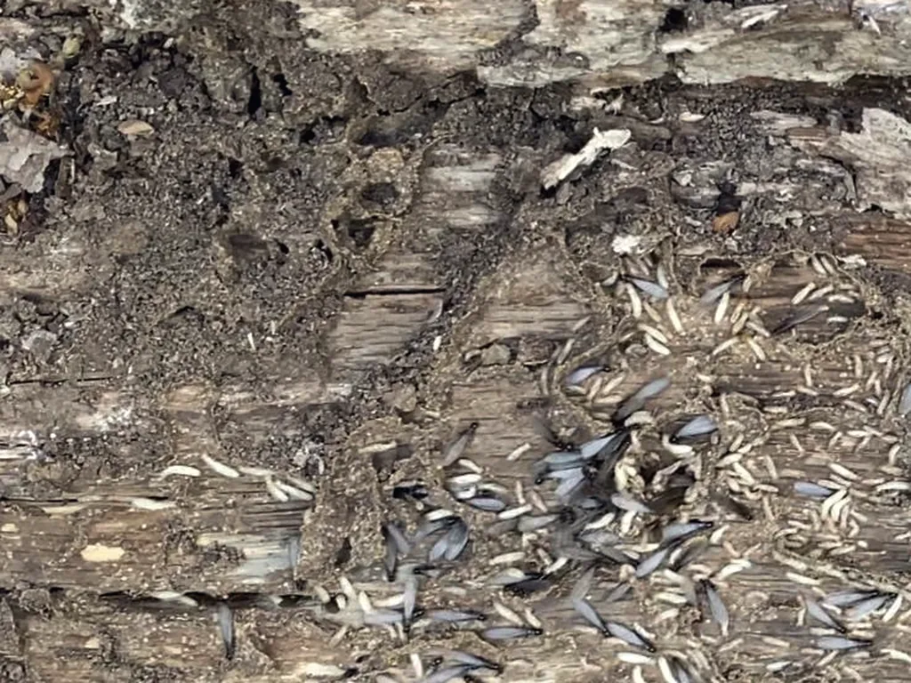 Essaimage de termites dans une poutre en bois dégradée, constaté lors d'un diagnostic en Charente-Maritime